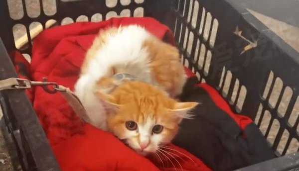 港联配资 宠物猫被主人拴在楼道里，逢人就不停拜拜，哀求好心人带自己离开