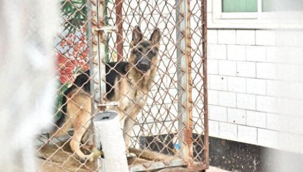 世纪汇通 幼犬刚到家，铲屎官必须注意这6个关键点！
